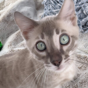 mykonos, purebred bengal male kitten