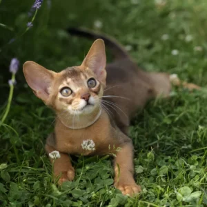 naomi, purebred abyssinian female kitten