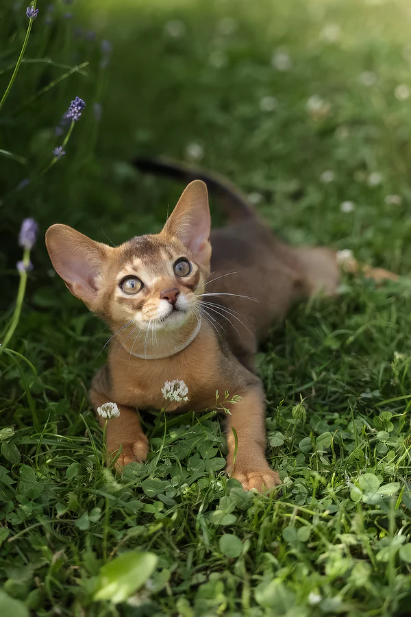 Naomi, Purebred Abyssinian Female Kitten 1 naomi, purebred abyssinian female kitten