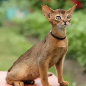 nilda, purebred abyssinian female kitten