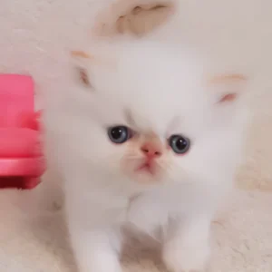 nina, purebred persian female kitten