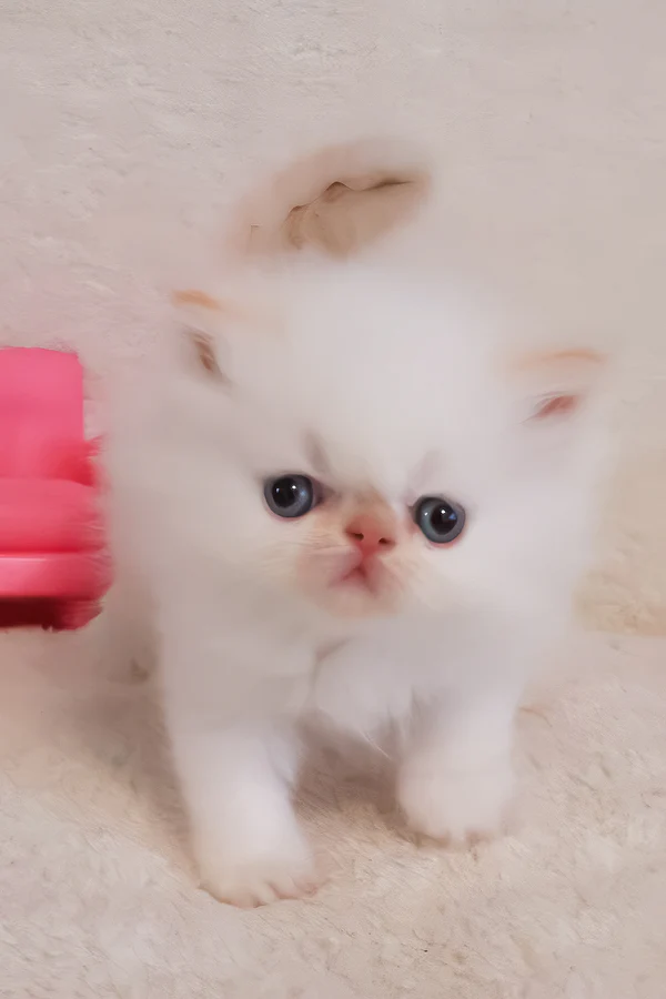 Nina, Purebred Persian Female Kitten 1 nina, purebred persian female kitten