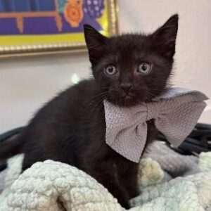 Buy Bombay Kitten