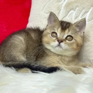 nord, purebred british shorthair male kitten
