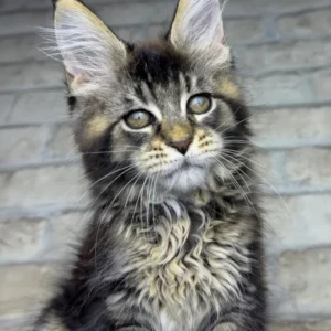 olympia, purebred british shorthair female kitten