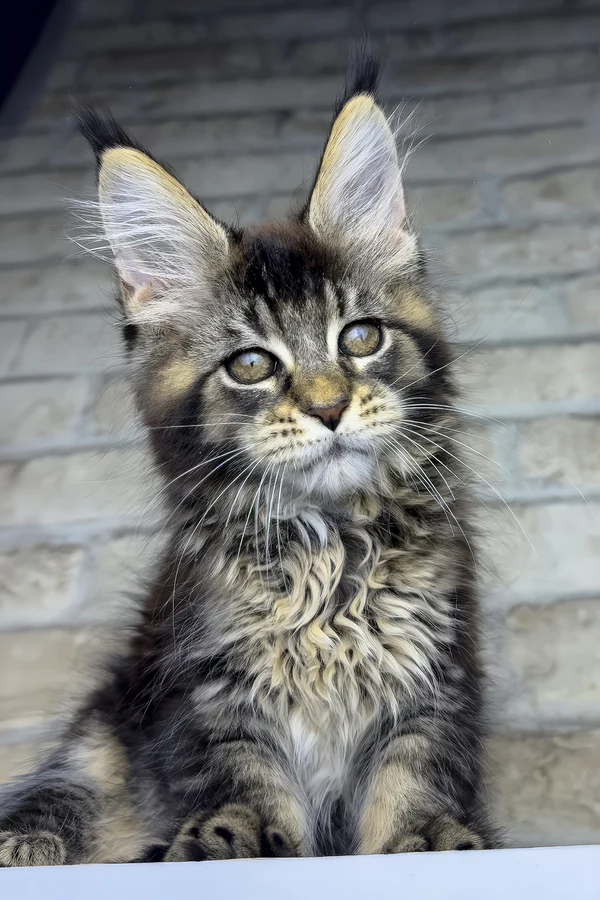 Olympia, Purebred British Shorthair Female Kitten 1 olympia, purebred british shorthair female kitten