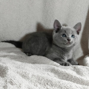 partos, purebred russian blue male kitten