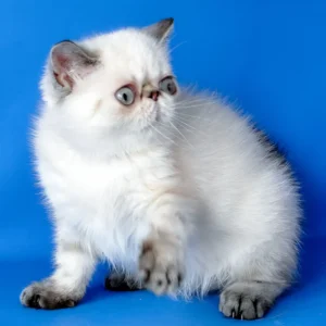 peni, purebred exotic shorthair female kitten