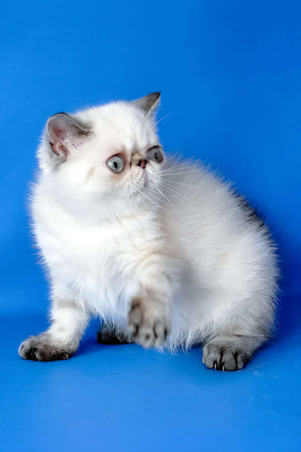 Peni, Purebred Exotic Shorthair Female Kitten 1 peni, purebred exotic shorthair female kitten