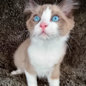picasso, purebred ragdoll male kitten