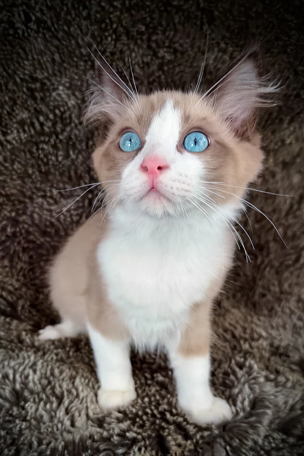 Picasso, Purebred Ragdoll Male Kitten 1 picasso, purebred ragdoll male kitten
