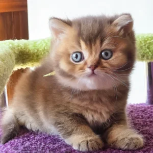 pink, purebred british shorthair male kitten