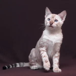 prime, purebred bengal male kitten