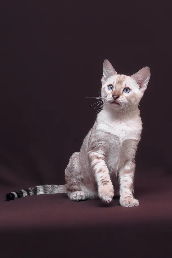 Prime, Purebred Bengal Male Kitten 1 prime, purebred bengal male kitten