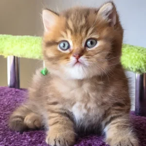 prince, purebred british shorthair male kitten