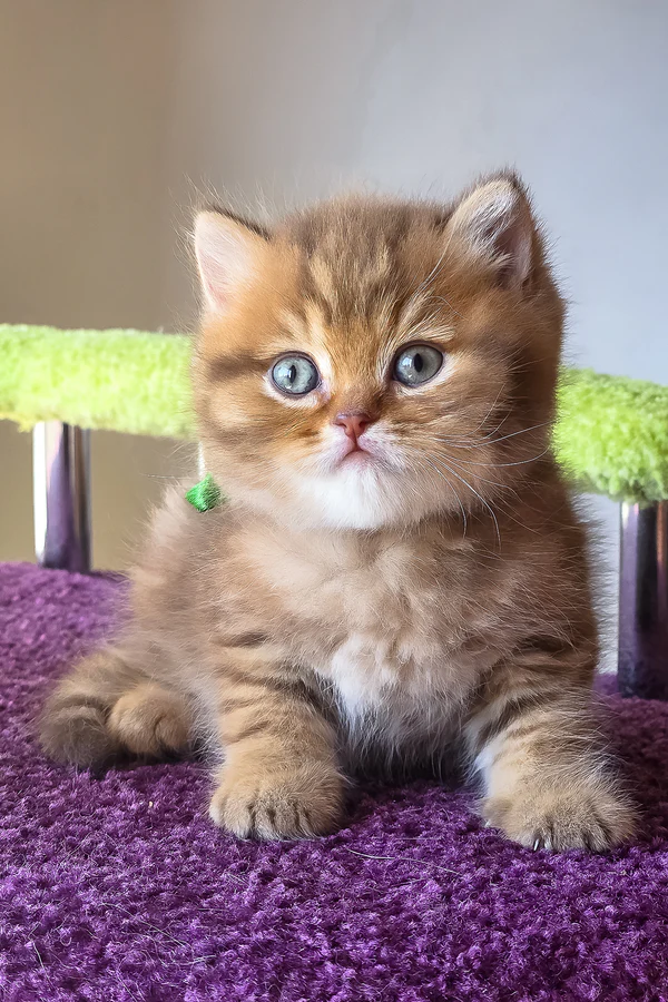 Prince, Purebred British Shorthair Male Kitten 1 prince, purebred british shorthair male kitten