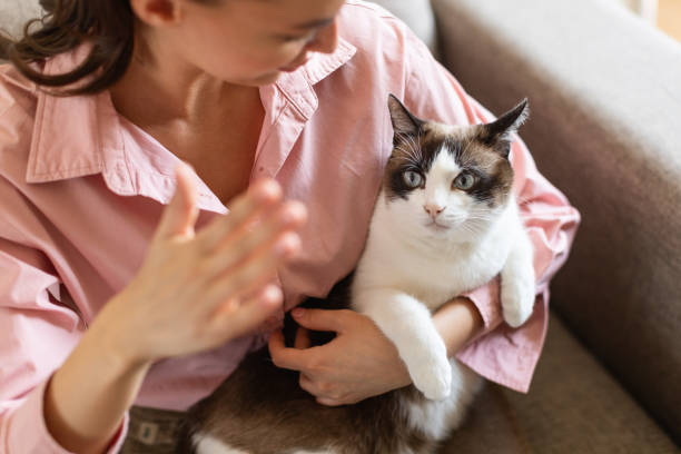 Top 10 Essential Tricks to Train Your Purebred Kitten 3 Purebred Kitten training