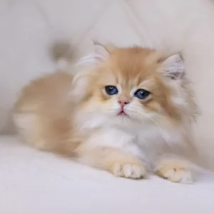 quantum, purebred british shorthair male kitten