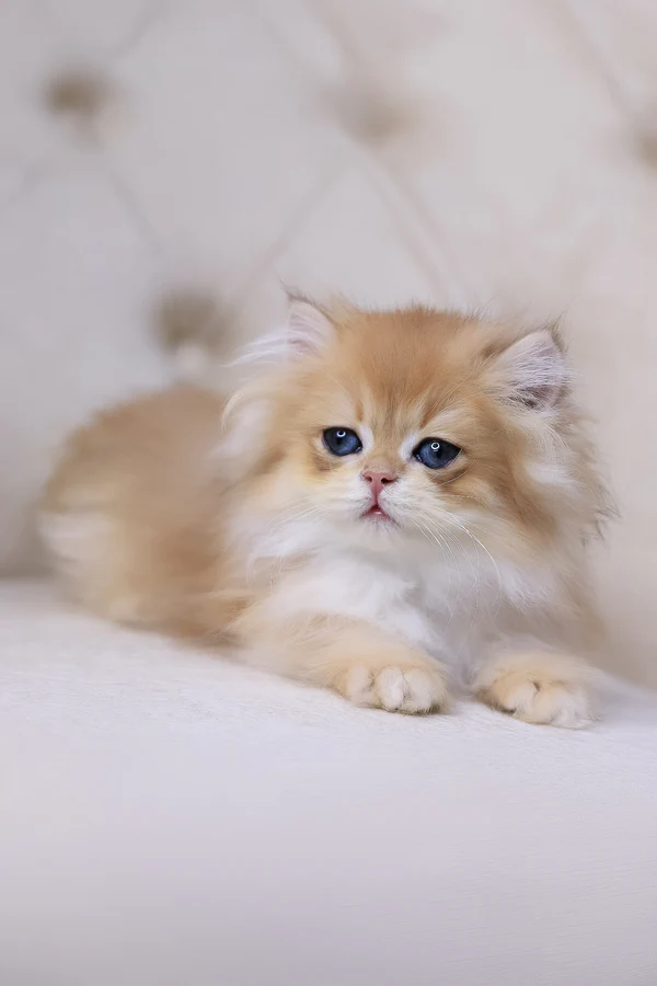 Quantum, Purebred British Shorthair Male Kitten 1 quantum, purebred british shorthair male kitten