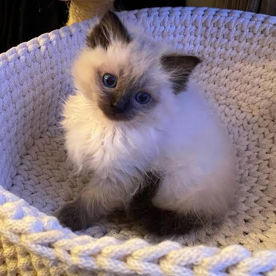 Ragdoll Kittens for Adoption