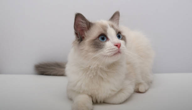 Ragdoll Kittens for Sale Near Me