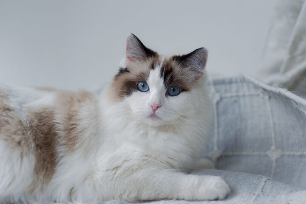 Ragdoll Kittens For Adoption