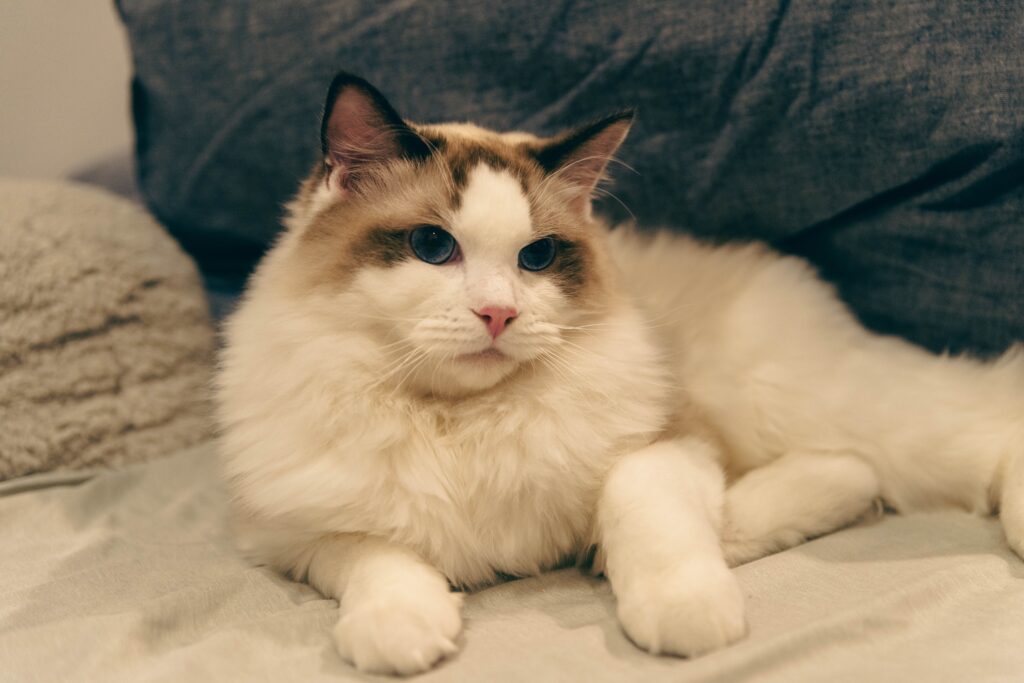 Ragdoll Kittens For Adoption