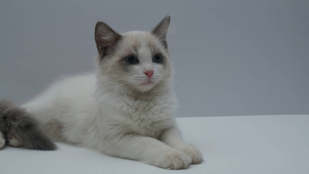 Ragdoll Kittens for Adoption