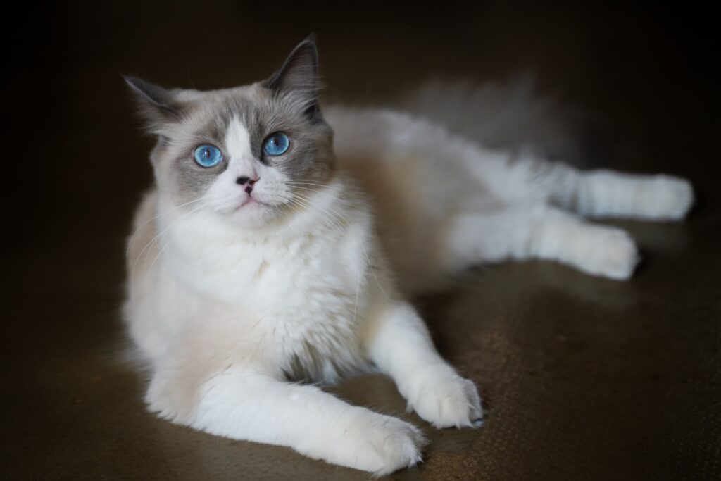 ragdoll kittens black