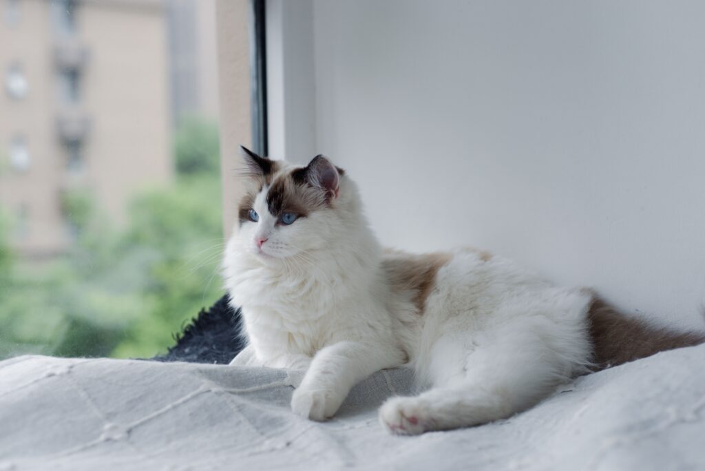 Ragdoll Kittens for Sale Near Me