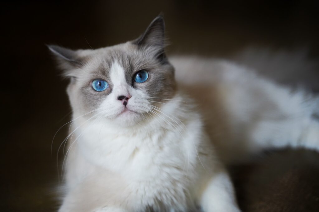 Ragdoll Kittens for Sale Near Me