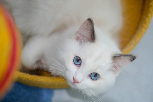 Ragdoll Kittens For Adoption