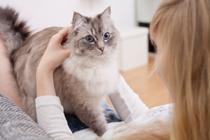 Ragdoll vs. Siberian Cat: Which Breed Is the Better Choice for Your Home? 6 Ragdoll vs. Siberian cat