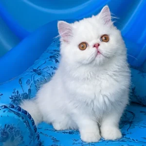 raphael, purebred persian male kitten