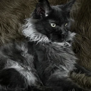 rasputin, purebred british shorthair male kitten