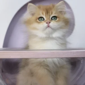rolex, purebred british shorthair male kitten
