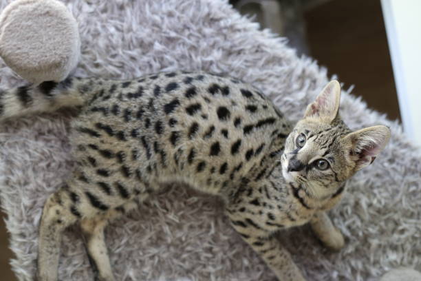 Which Exotic Breed Is Better for Your Home, Bengal or Savannah? 4 Bengal vs. Savannah Cat
