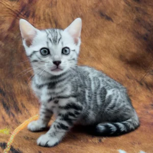 serenelle, purebred bengal female kitten