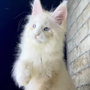 shadow, purebred british shorthair male kitten