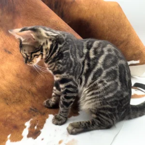 shadowfax, purebred bengal male kitten