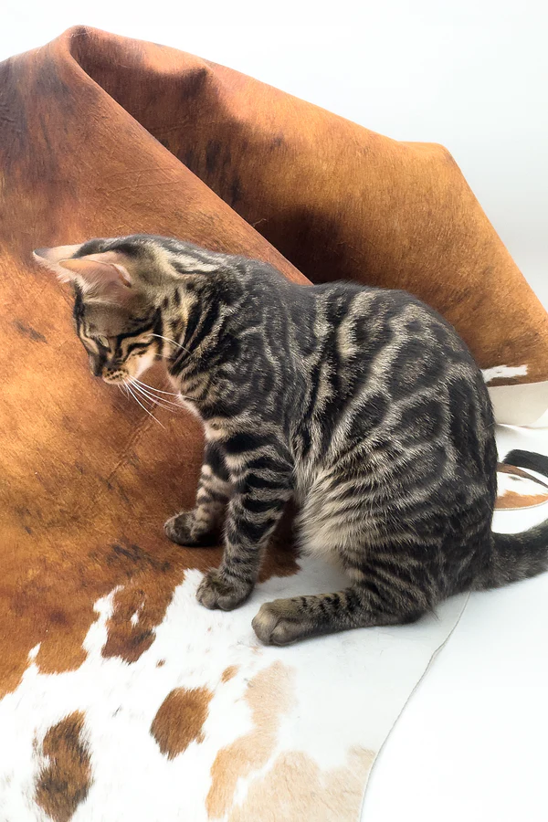 Shadowfax, Purebred Bengal Male Kitten 1 shadowfax, purebred bengal male kitten
