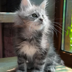 sheri, purebred british shorthair female kitten