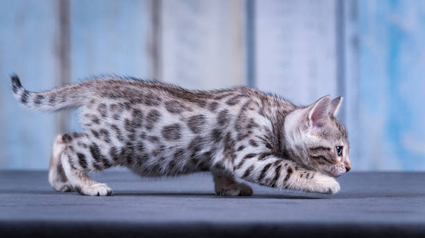 Silver Bengal Kittens