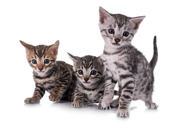 Silver Bengal Kittens