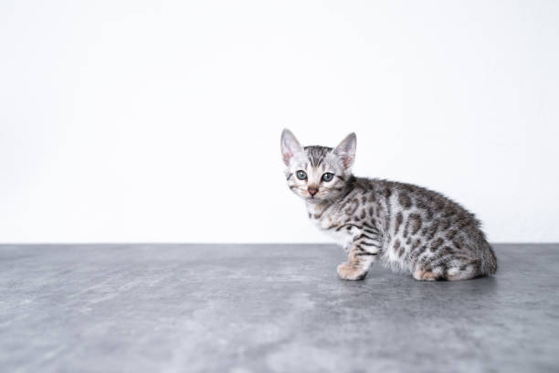 Silver Bengal Kittens