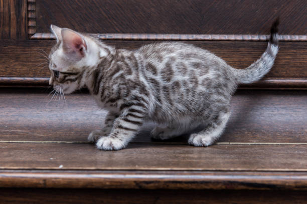 Silver Bengal Kittens