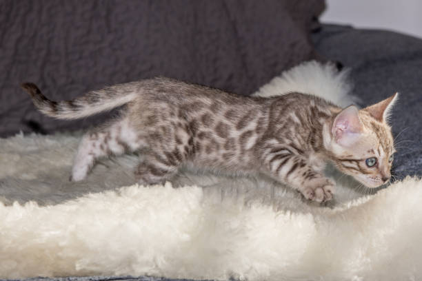 Silver Bengal Kittens
