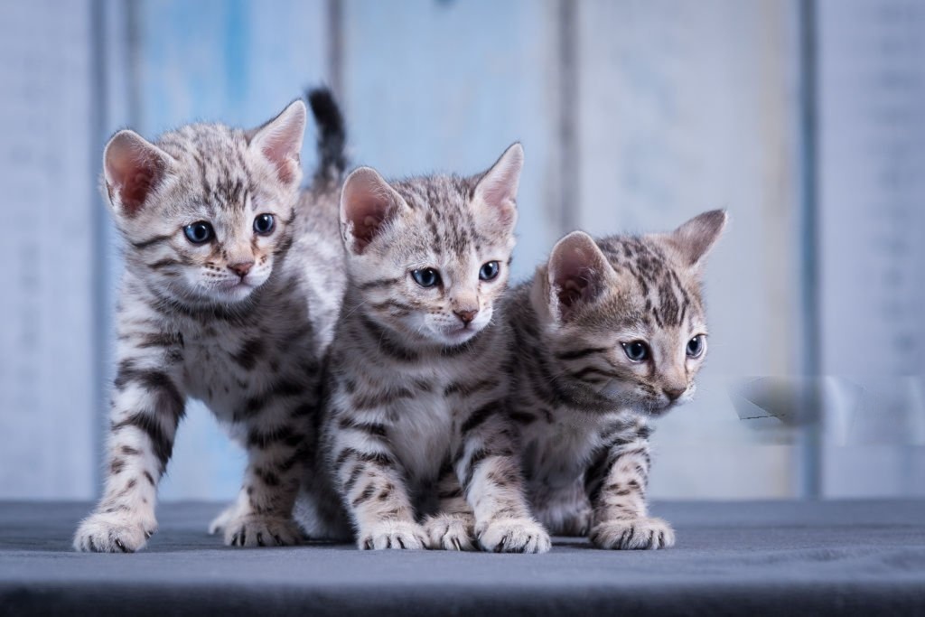 Silver Bengal Kittens