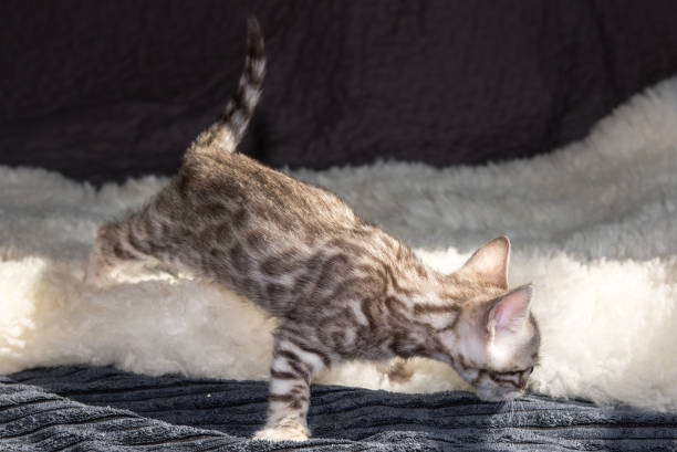 Silver Bengal Kittens