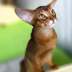 simba, purebred abyssinian male kitten